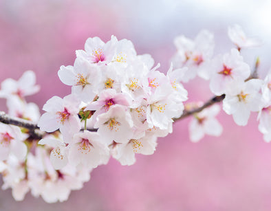 7 Hacks on How to Navigate Through the Sakura Season in Japan